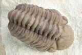 Two Nice Paciphacops Trilobites (One Enrolled & One Prone) #226583-2